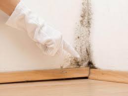 Best Mold Remediation for Vacation Homes  in USA